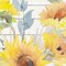 Blooming Sunflower Square IV Poster Print by Lanie Loreth # 13750KB